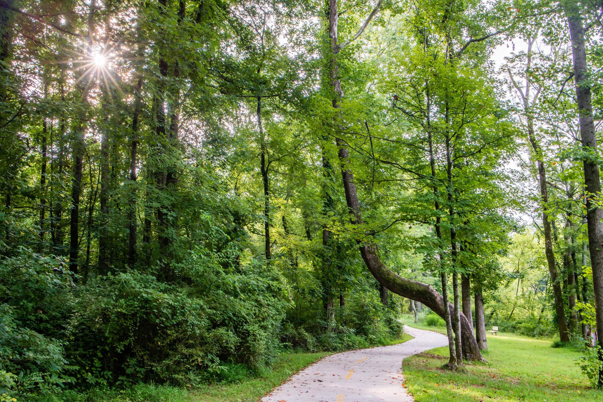 Paved trail through winding trees